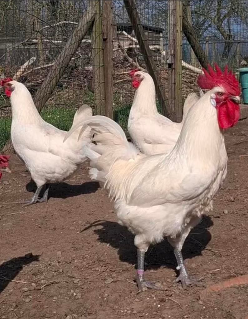 Broedeieren Poule de Bresse, Dieren en Toebehoren