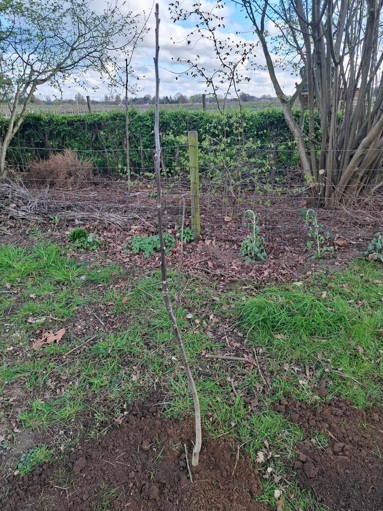 Jonge notelaar te koop, 4 j oud, walnoot, ongeveer 1,5m hoog, Enlèvement