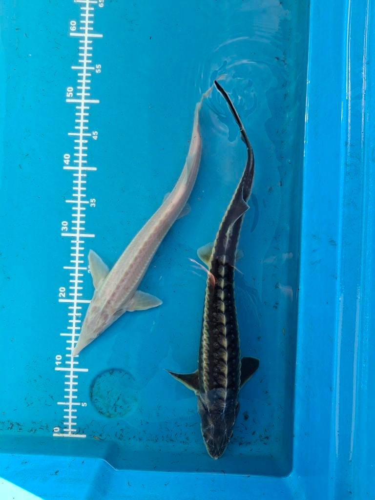 Nu max 1 euro per cm bij de diamantsteuren!, Animaux & Accessoires, Poissons | Poissons d'étang, Esturgeon