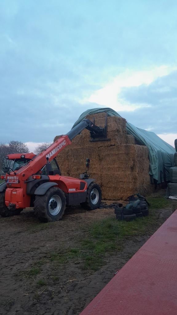 Bieten mais stro, Dieren en Toebehoren, Schapen, Geiten en Varkens