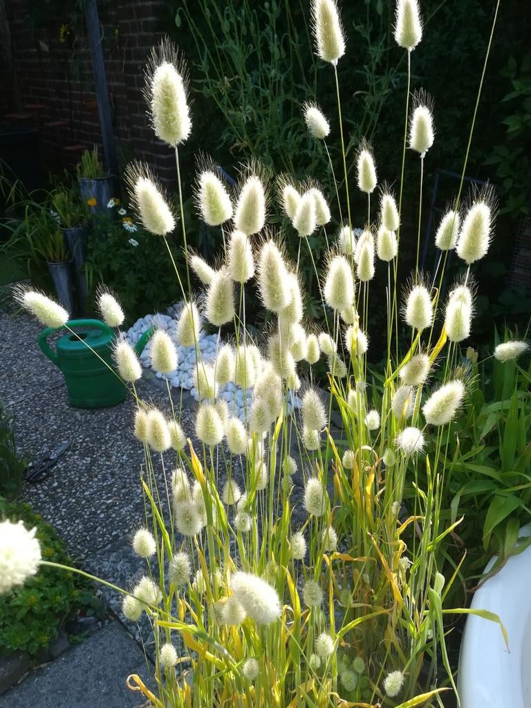 Graines de queues de lièvre, Lagurus ovatus, Envoi