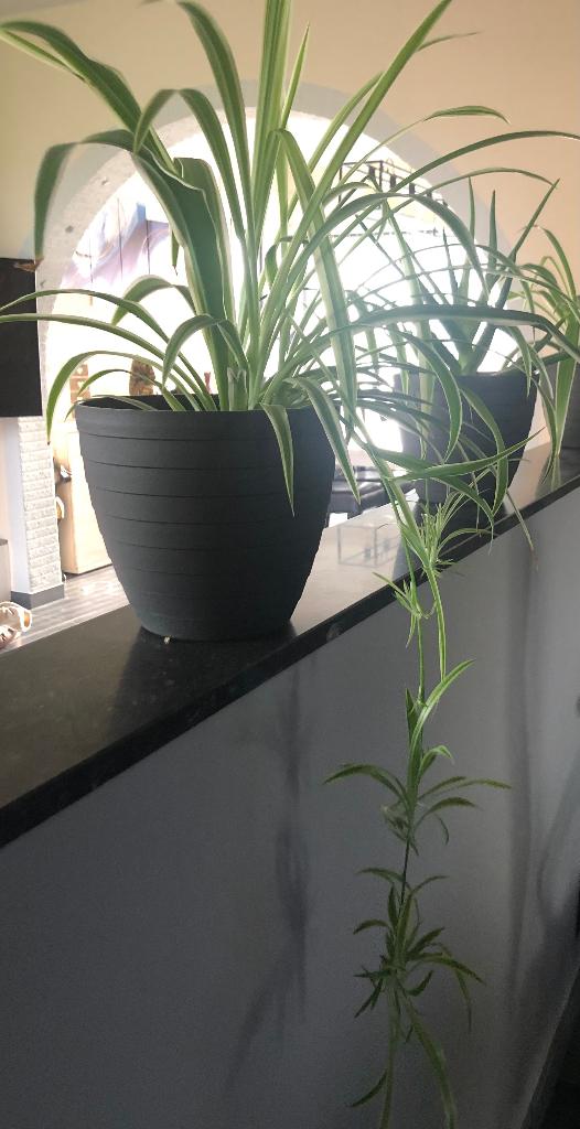 graslelie scheutjes, Huis en Inrichting, Kamerplanten, Ophalen, In pot