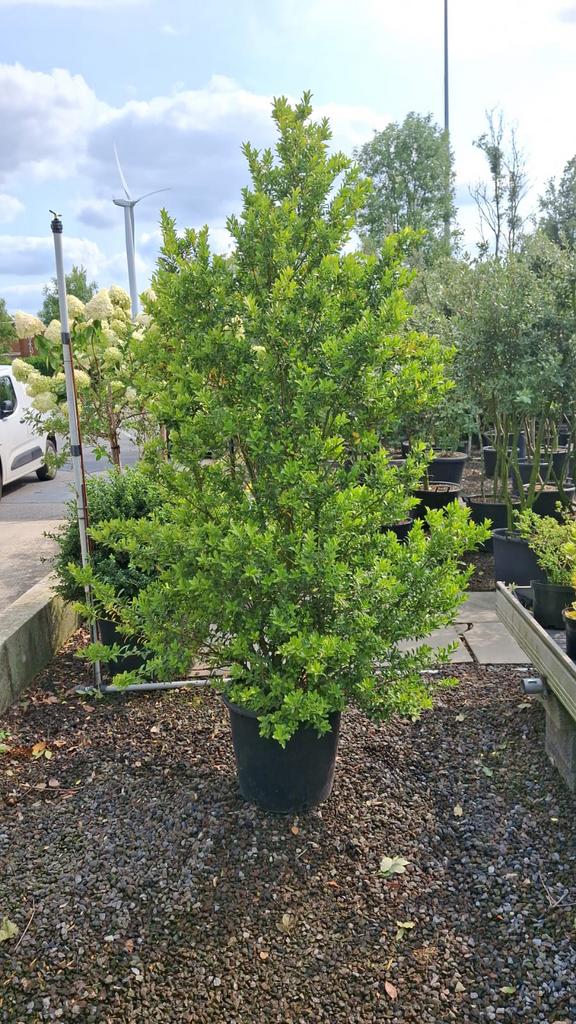 Ilex maximowocziana 'Kanehirae'. Haagplant, Ophalen, Hulst