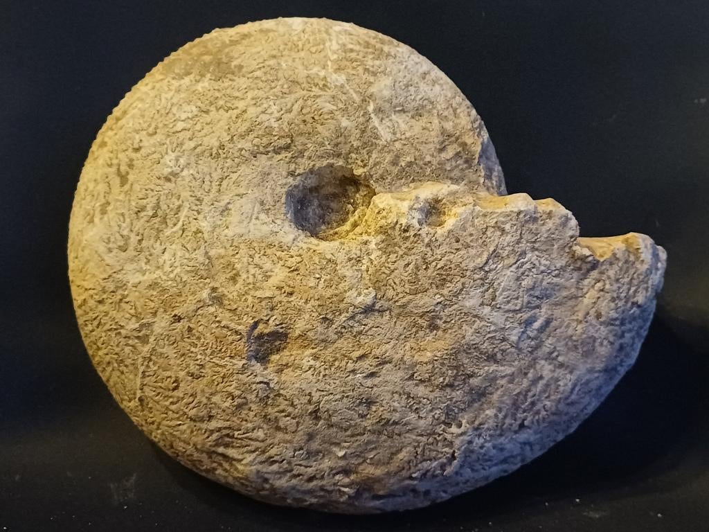Ammonite en provenance de France, Enlèvement ou Envoi, Fossile