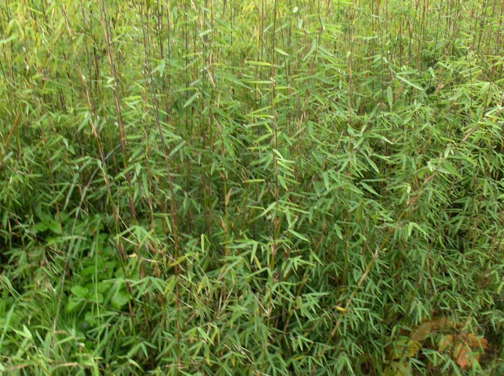 Panda rouge Fargesia en bambou, Jardin & Terrasse, Enlèvement, Bambou, Haie