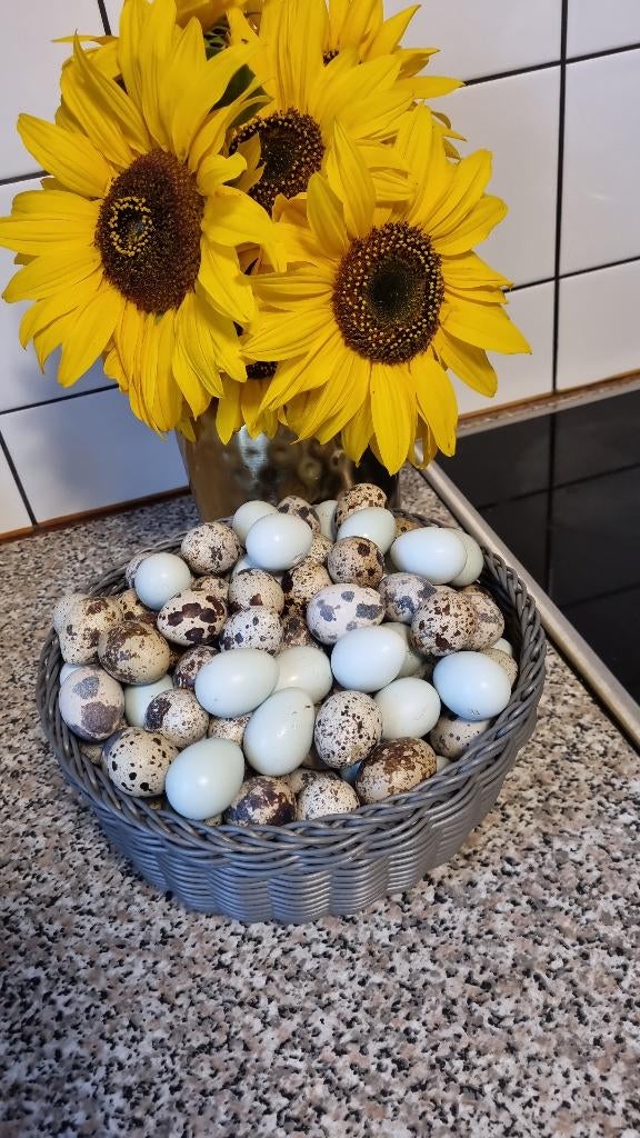 Japanse kwartel broedeieren