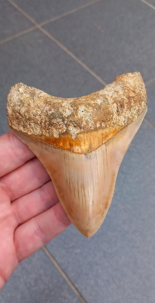 Fossiles de dents de requin mégalodon de 10,6 cm, Enlèvement ou Envoi, Fossile
