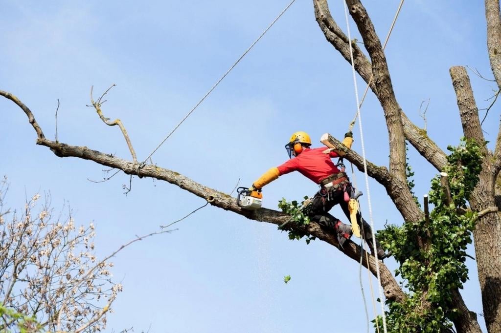 Snoeien en vellen van bomen, Ophalen