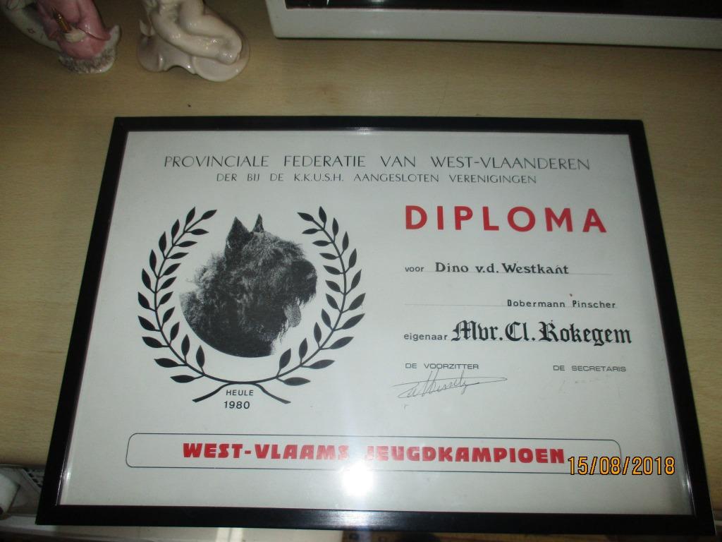 kader diploma hond 1980 west vlaams jeugdkampioen, Ophalen of Verzenden, Overige soorten, Overige typen