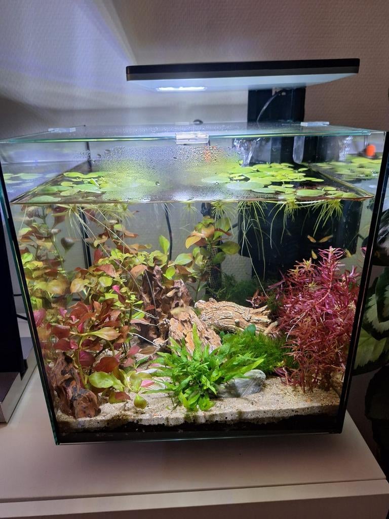 2X Aquaria Inclusief Toebehoren, Enlèvement ou Envoi, Accessoires inclus