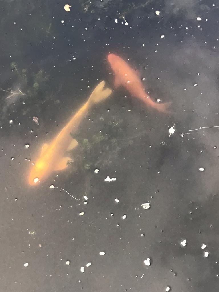 Koi’s, Dieren en Toebehoren, Vissen | Vijvervissen