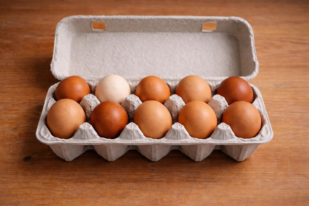 Broedeieren – ISA Brown / Sussex / Harco mix ( kruising), Dieren en Toebehoren, Ophalen, Zo goed als nieuw