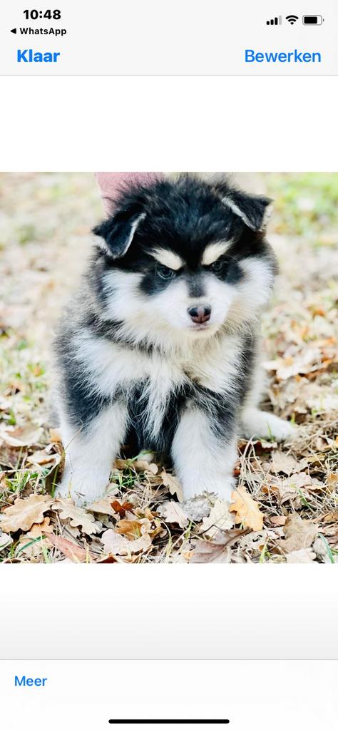 Chiots Mini Husky, petit type, caractère joyeux, Animaux & Accessoires, Chiens | Huskys, Loulous & Types primitifs, Plusieurs