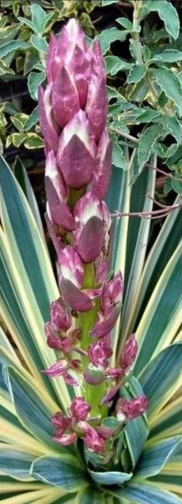 Yucca Gloriosa variegata, Ophalen, Volle zon