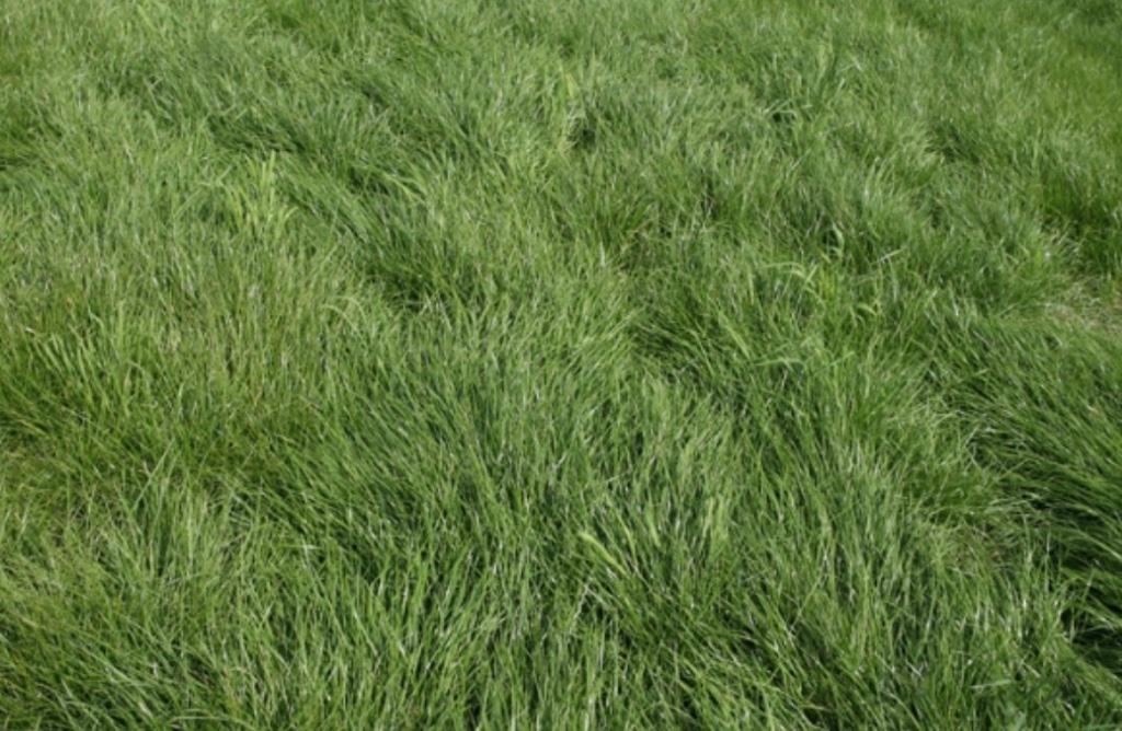 Weide aangeboden voor pony/paard op pensioen, Dieren en Toebehoren, Stalling en Weidegang, Weidegang, 1 paard of pony