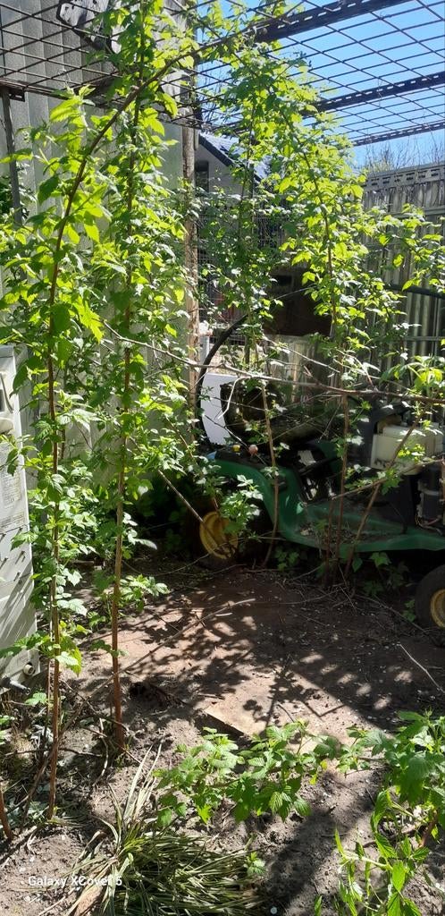 Framboise, Jardin & Terrasse, Enlèvement