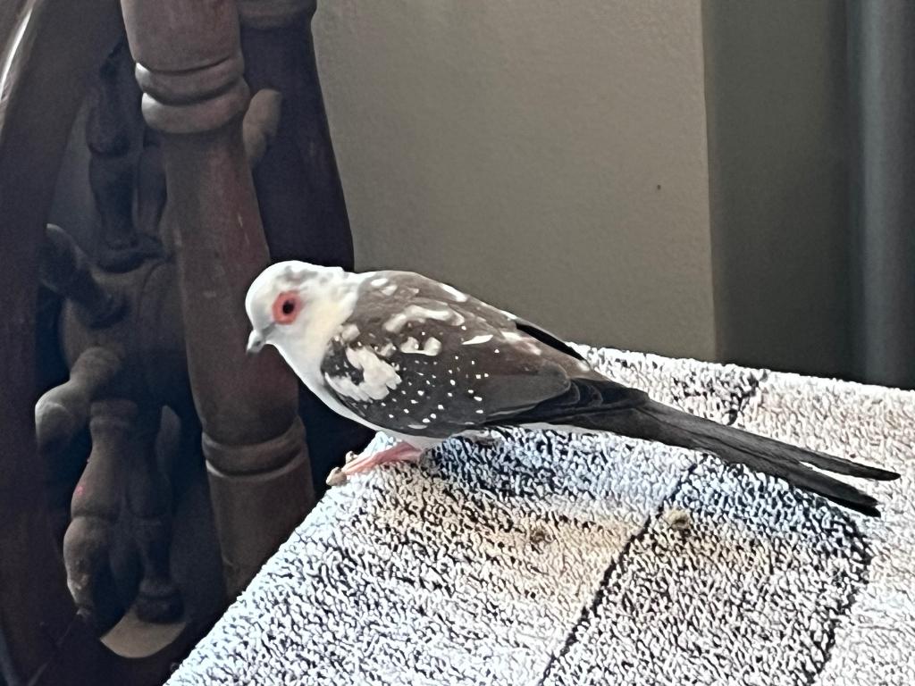 Diamantduif mannetje, Dieren en Toebehoren, Vogels | Duiven, Mannelijk, Overige soorten