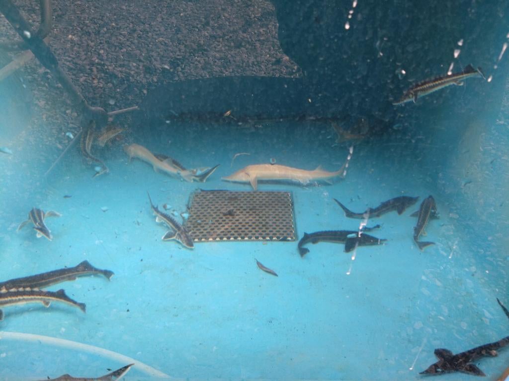 Steur: sterlet, albino, diamant, stellatus,..., Dieren en Toebehoren