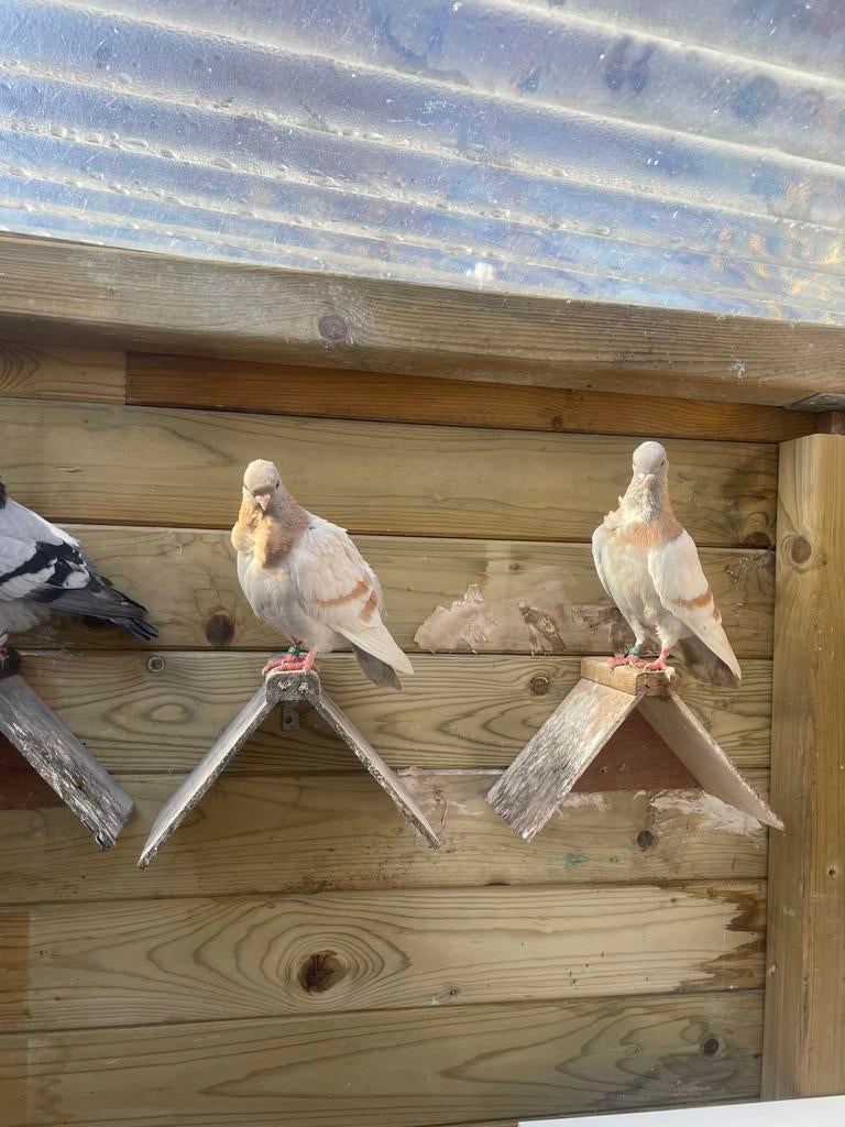 Figurita geelzilver +jong samen, Meerdere dieren, Overige soorten