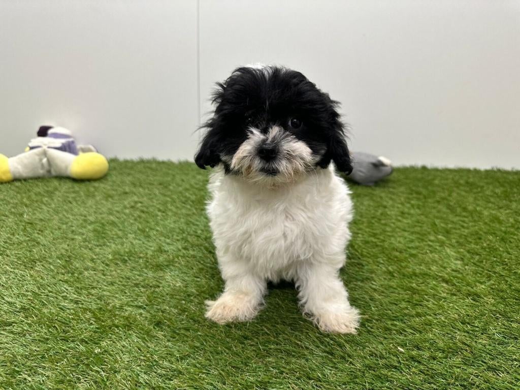 Havanezer pups, België, Overige rassen, 8 tot 15 weken, Parvo