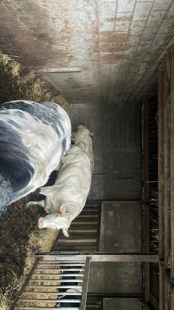 Scheren runderen jongvee/vleesvee/melkvee, Dieren en Toebehoren, Runderen, Meerdere dieren