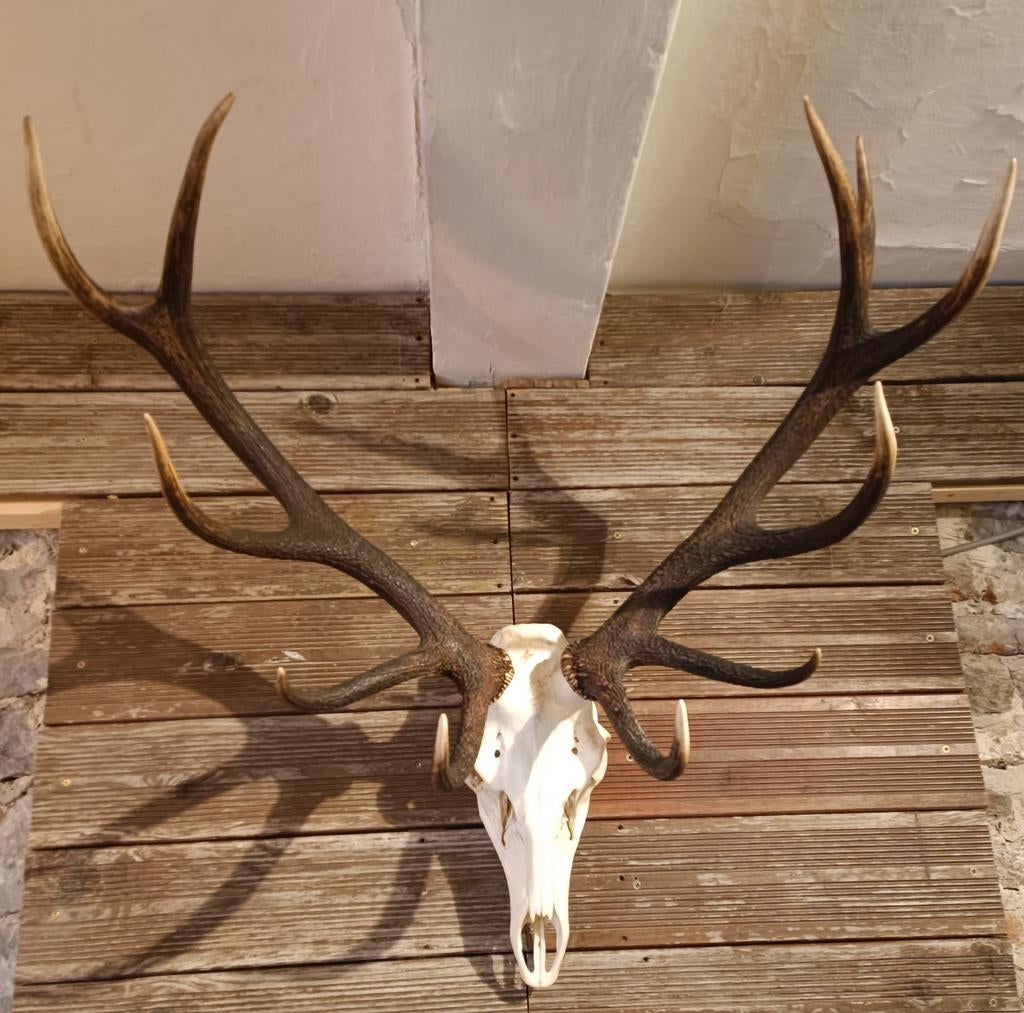 Grande tête de cerf