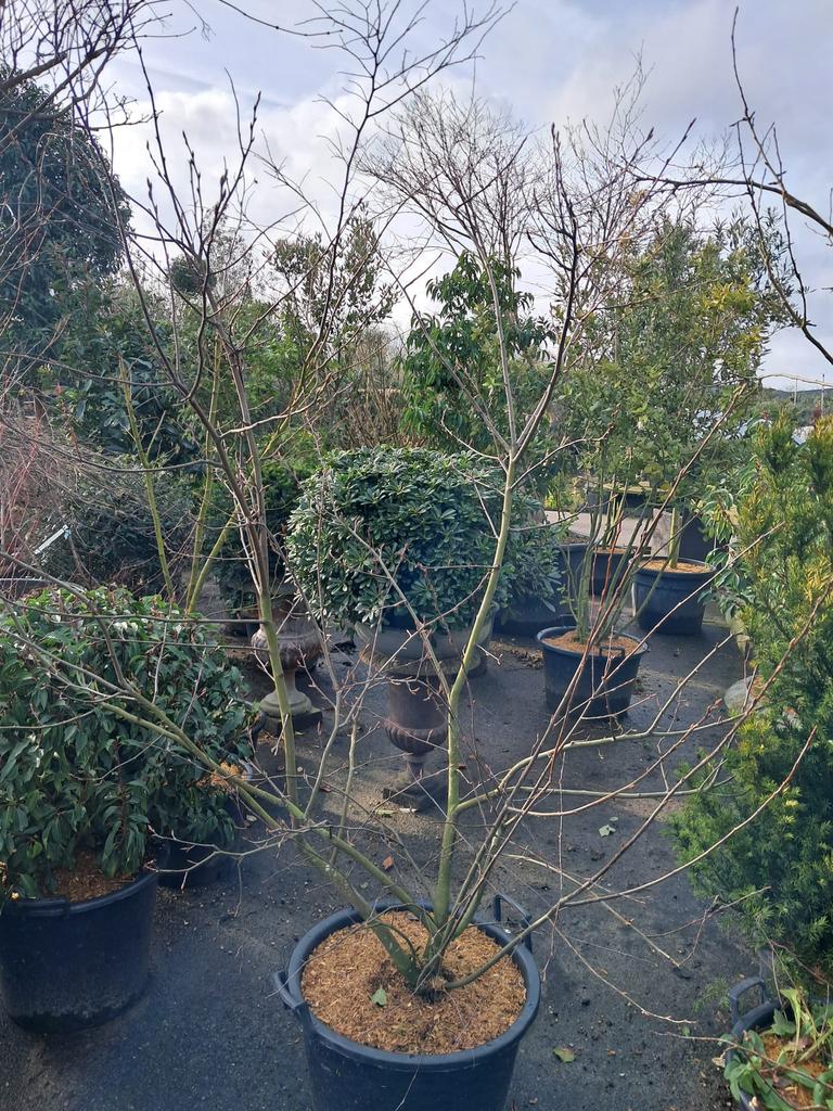 Amelanchier lamarckii, Meerstammige Boom