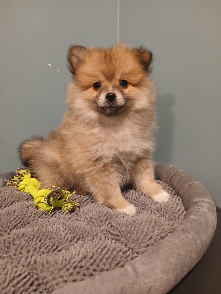 Kees pups zoeken warme thuis, Dieren en Toebehoren, Parvo, België, Keeshond, 8 tot 15 weken