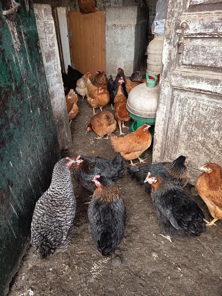 Poules pondeuses Brakel