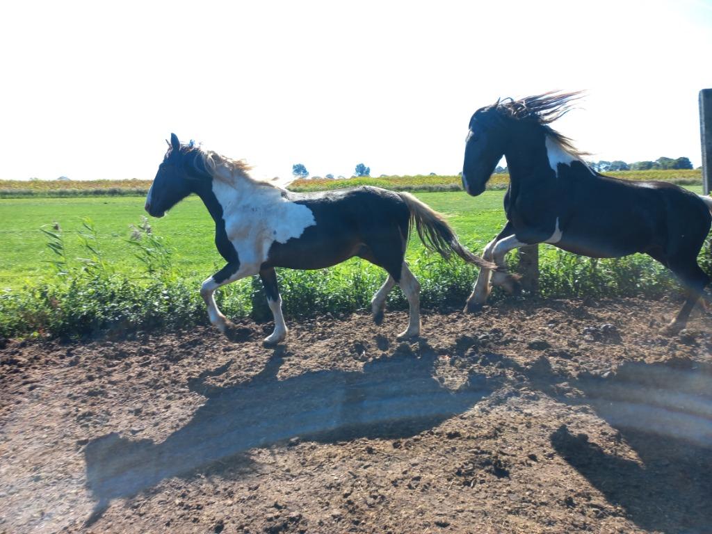 Span 3 jarige Barock pinto hengsten zwartbont, Étalon, Avec pedigree