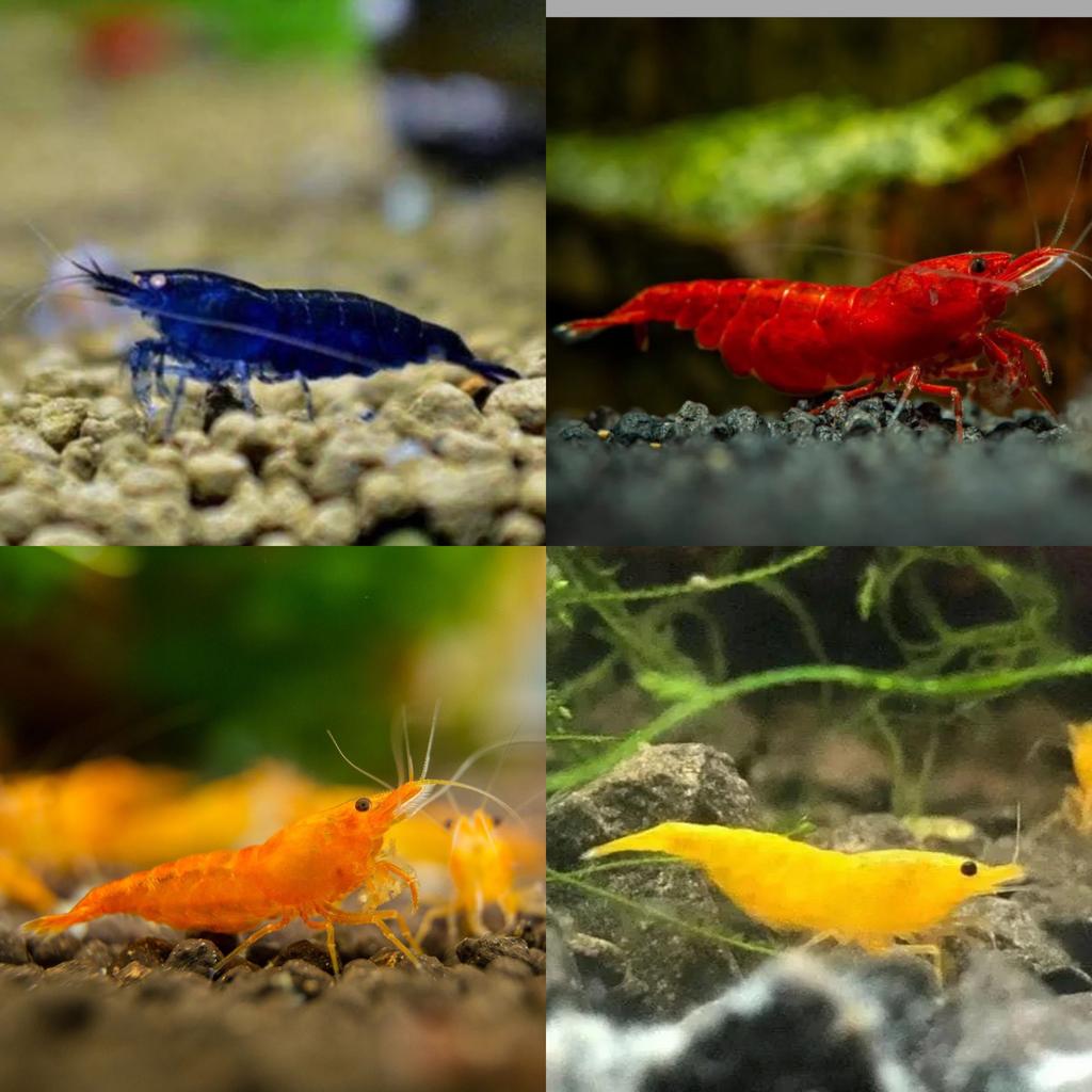 ️❤️🧡💛💙Verschillende kleuren neocaridina garnalen, Kreeft, Krab of Garnaal, Zoetwatervis, Schoolvis