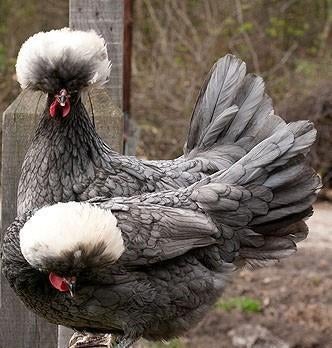 Jonge sierkippen, Dieren en Toebehoren, Pluimvee, Vrouwelijk, Kip