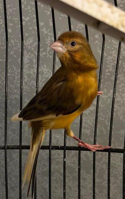 Mooie Kanarie, Dieren en Toebehoren, Vogels | Kanaries