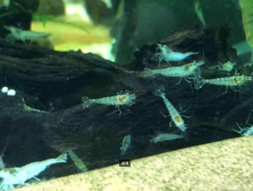 Caridina sp. Mini-Japonica, Dieren en Toebehoren, Vissen | Aquariumvissen, Kreeft, Krab of Garnaal, Zoetwatervis, Schoolvis
