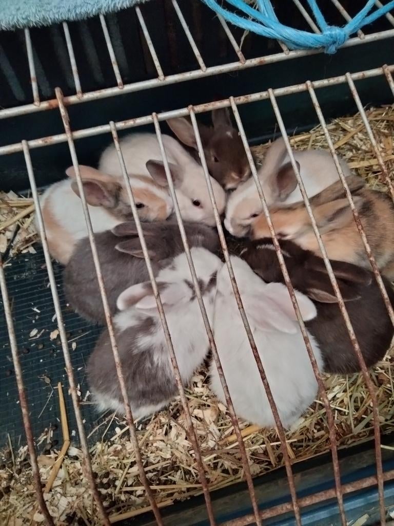 Lapins nains colorés, Nain, 0 à 2 ans