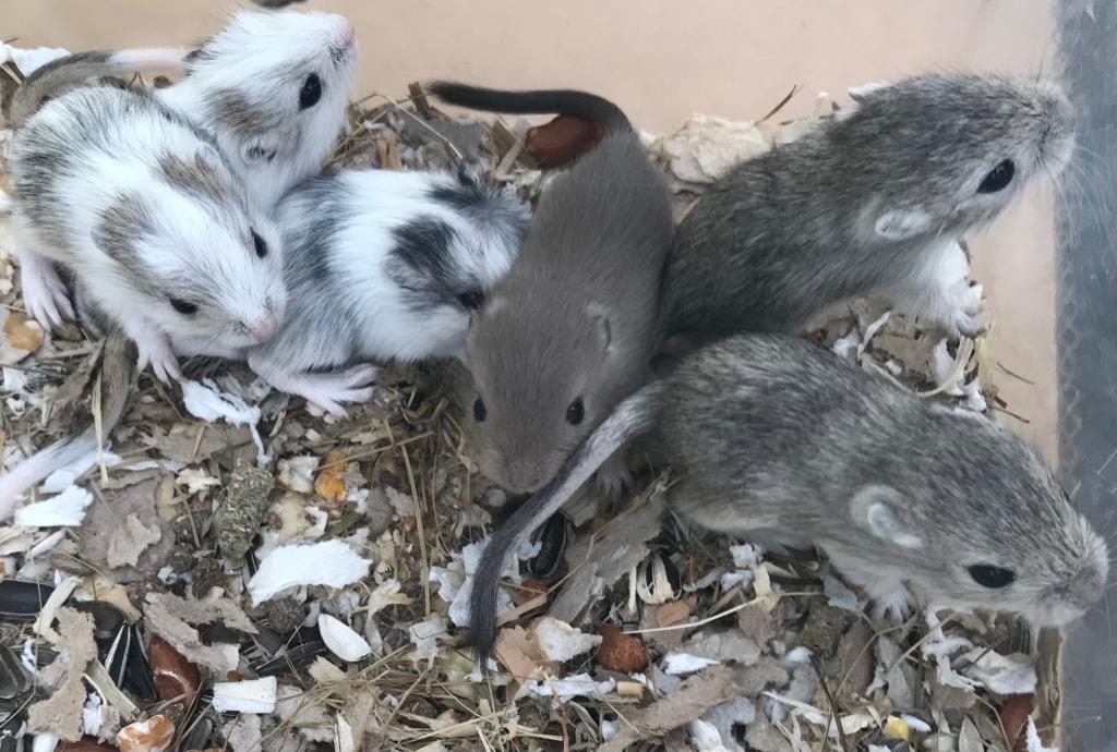 6 jonge gerbils pups, Animaux & Accessoires, Mars, Domestique, Autres types, Plusieurs animaux