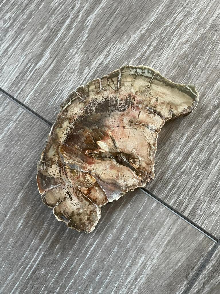 Versteend hout, Verzamelen, Mineralen en Fossielen, Ophalen of Verzenden, Fossiel