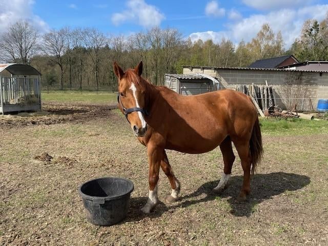 recreatie-fokmerrie, 11 ans ou plus, 165 à 170 cm, Avec pedigree, L