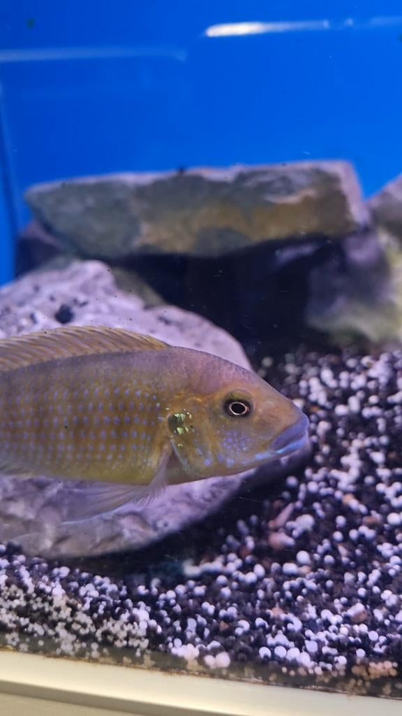 Pseudotropheus williamsi north matondo blue lips, Dieren en Toebehoren, Vis, Zoetwatervis, Schoolvis
