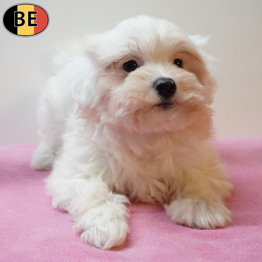 chiots Bichon Maltais (belges), Commerçant, Bichon maltais, 8 à 15 semaines, Plusieurs