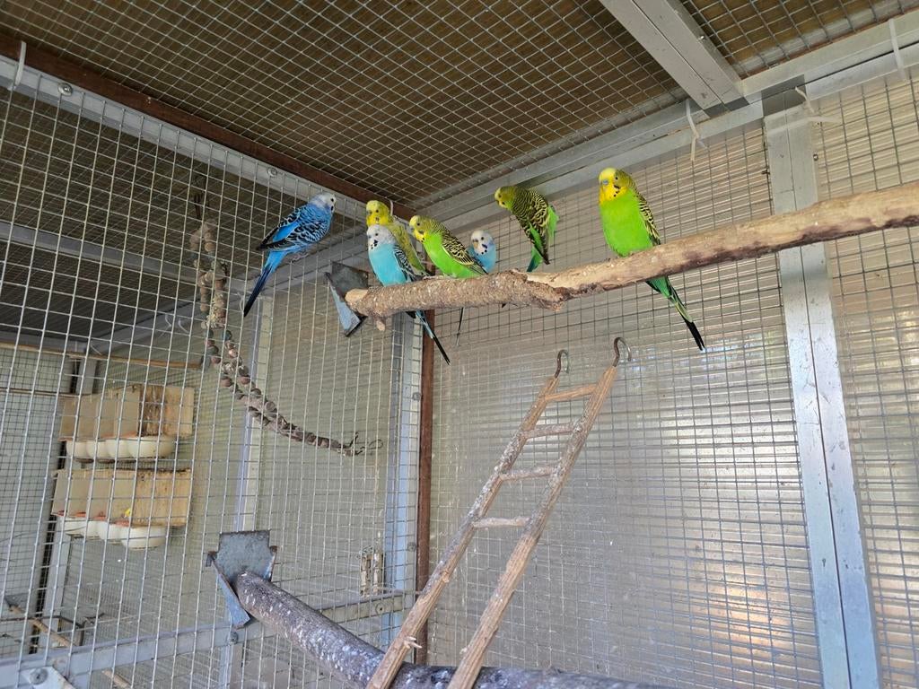 Grasparkieten, Animaux & Accessoires, Oiseaux | Perruches & Perroquets