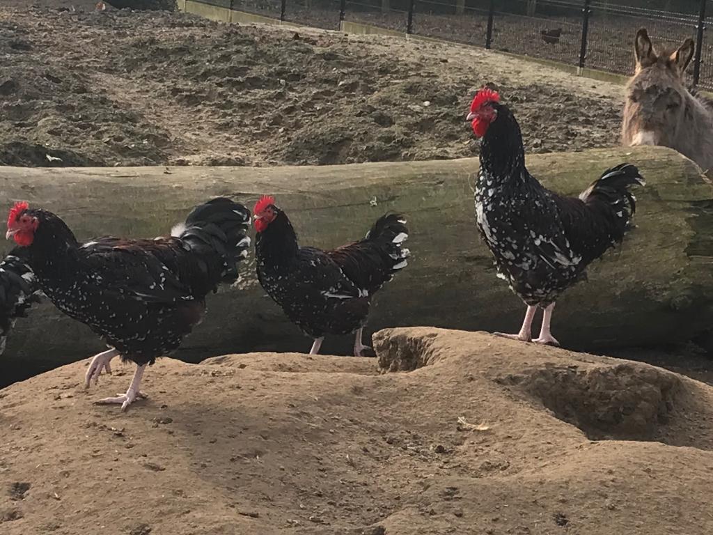 Kippen Sussex porselien