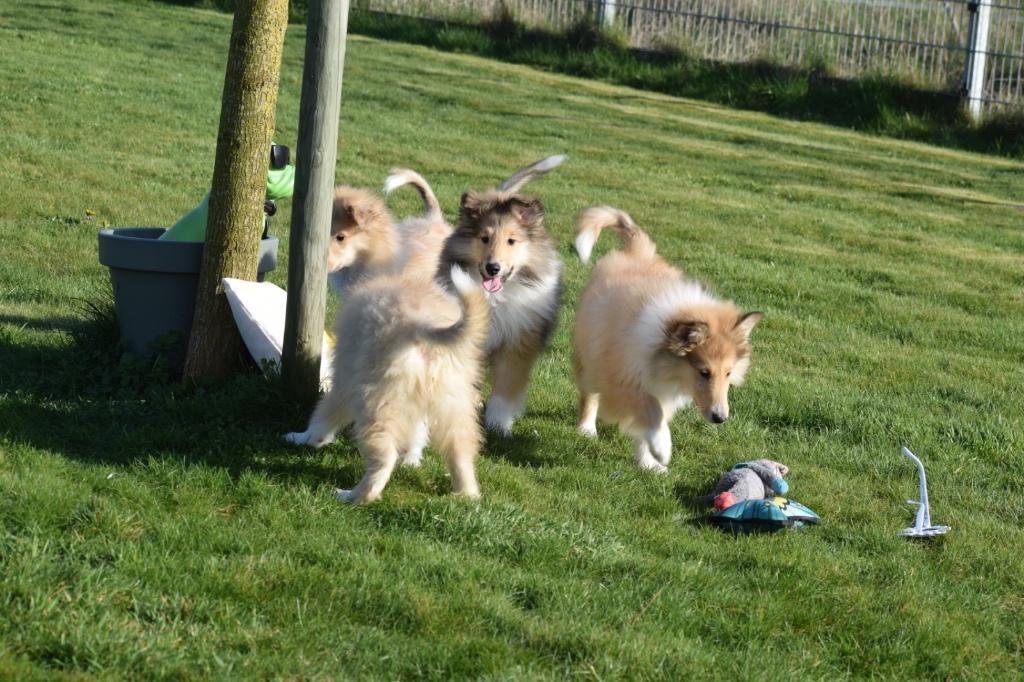 Schotse collie pups, 15 weken tot 1 jaar, Reu, Buitenland, Parvo