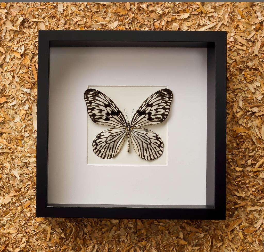 vlinder idea idea in kader, Verzamelen, Ophalen of Verzenden, Nieuw, Insect, Opgezet dier