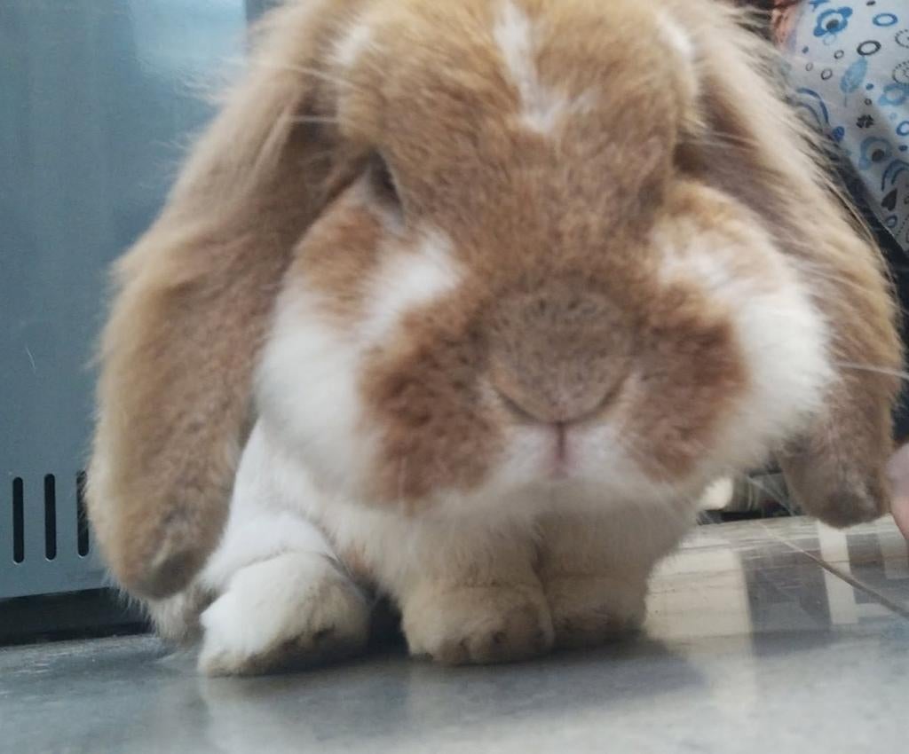 Tamme en lieve konijntje te koop, Dieren en Toebehoren, Mannelijk, Middelgroot, Hangoor, 6 tot 8 jaar