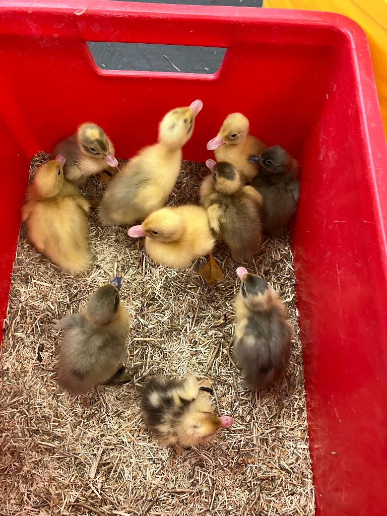 canetons, Animaux & Accessoires, Volatiles, Canard, Sexe inconnu