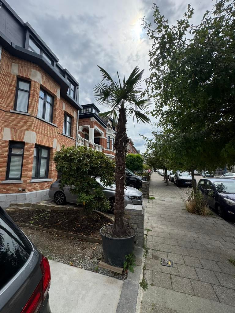 Palmier à vendre 4 metres