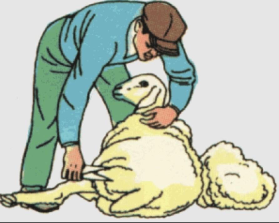 Schapen scheren, Dieren en Toebehoren, Schapen, Geiten en Varkens