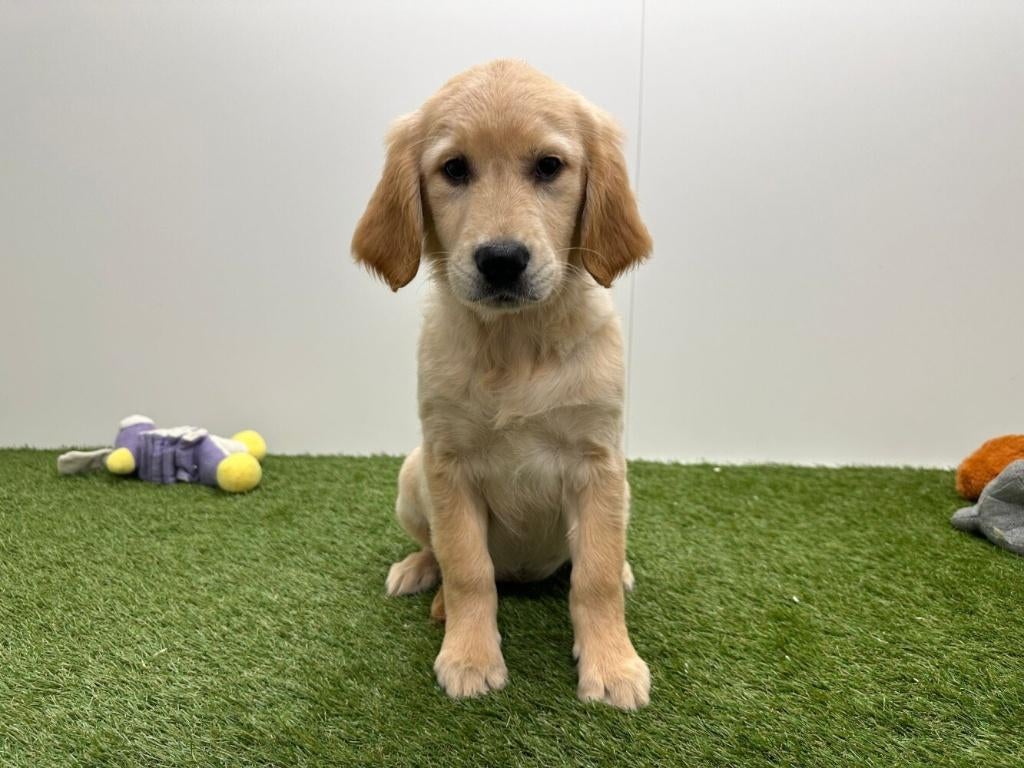 Golden Retriever pups, Dieren en Toebehoren, Honden | Retrievers, Spaniëls en Waterhonden, België, 8 tot 15 weken, Parvo, Meerdere