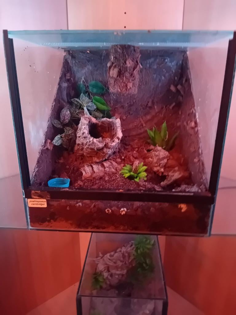 Jong koppeltje psalmopoeus cambridgei, Spin of Schorpioen